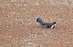 Spot-flanked Gallinule